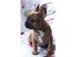 French Bulldog Puppy for sale in Milwaukee, WI, USA