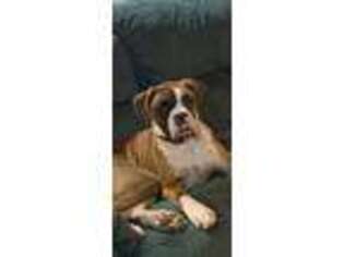 Boxer Puppy for sale in Gaston, OR, USA