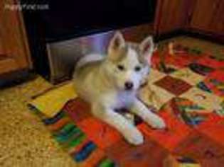 Siberian Husky Puppy for sale in Hooversville, PA, USA