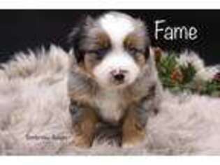 Miniature Australian Shepherd Puppy for sale in Lancaster, MN, USA