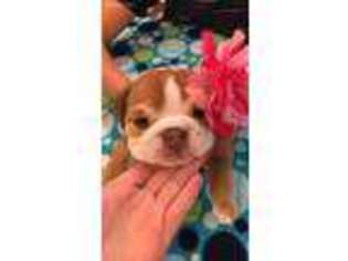 Bulldog Puppy for sale in Trenton, TX, USA