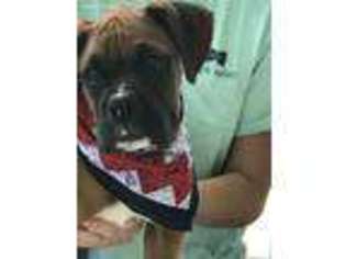 Boxer Puppy for sale in Kernersville, NC, USA