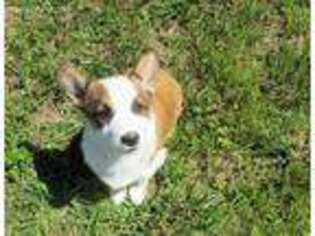 Pembroke Welsh Corgi Puppy for sale in Westminster, MD, USA