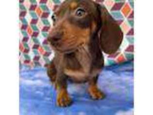 Dachshund Puppy for sale in Palatine, IL, USA