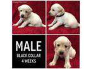 Labrador Retriever Puppy for sale in Columbus, MS, USA