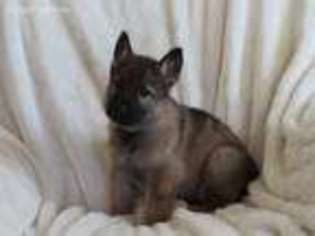 German Shepherd Dog Puppy for sale in Frankfort, KY, USA