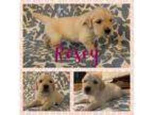 Golden Retriever Puppy for sale in Denver, NC, USA
