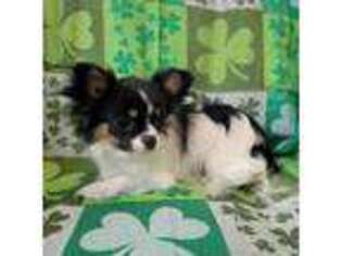 Chihuahua Puppy for sale in Newport, ME, USA