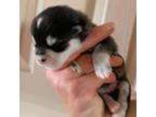 Siberian Husky Puppy for sale in Marine City, MI, USA