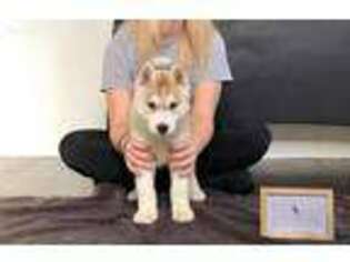 Siberian Husky Puppy for sale in Jacksonville, NC, USA