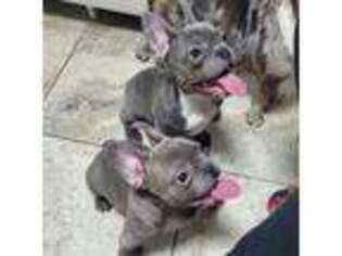 French Bulldog Puppy for sale in Reedley, CA, USA