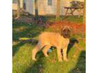 Mastiff Puppy for sale in New Park, PA, USA