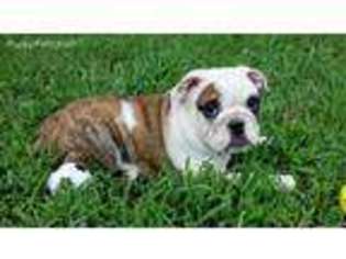 Bulldog Puppy for sale in Exeter, MO, USA