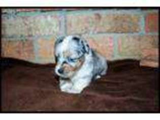 Australian Shepherd Puppy for sale in Crockett, TX, USA