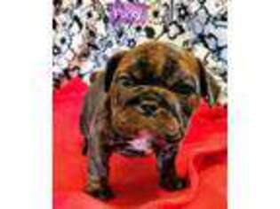Olde English Bulldogge Puppy for sale in Salem, OR, USA