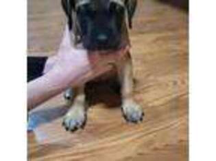Mastiff Puppy for sale in Inverness, FL, USA
