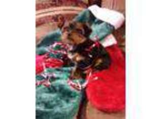 Yorkshire Terrier Puppy for sale in Urbana, OH, USA