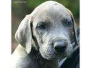 Great Dane Puppy for sale in Huntington, IN, USA
