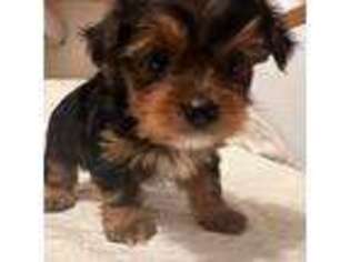 Yorkshire Terrier Puppy for sale in Roanoke, VA, USA