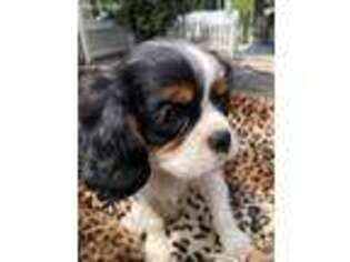 Cavalier King Charles Spaniel Puppy for sale in Bartow, FL, USA