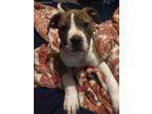 Alapaha Blue Blood Bulldog Puppy for sale in Herndon, PA, USA