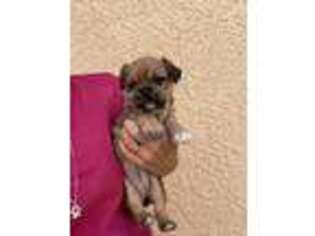 French Bulldog Puppy for sale in Sierra Vista, AZ, USA