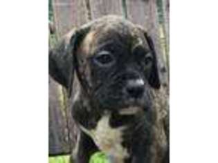 Boxer Puppy for sale in Sawyer, OK, USA