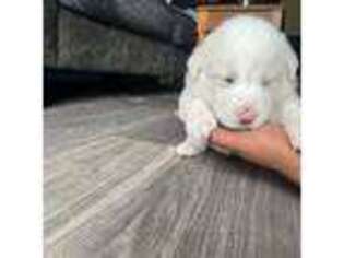 Siberian Husky Puppy for sale in Irving, TX, USA