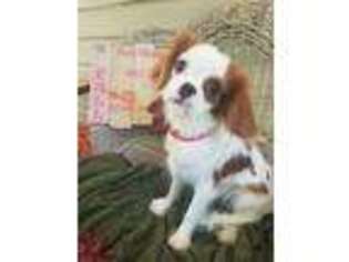 Cavalier King Charles Spaniel Puppy for sale in Seymour, TN, USA