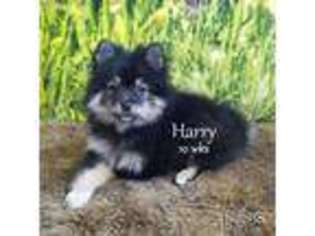 Mutt Puppy for sale in Merlin, OR, USA