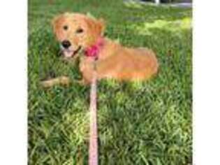 Golden Retriever Puppy for sale in Rockledge, FL, USA