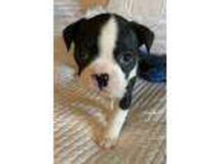 Boston Terrier Puppy for sale in Silver Springs, FL, USA