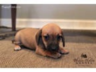 Dachshund Puppy for sale in Mount Crawford, VA, USA