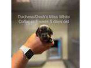 Doberman Pinscher Puppy for sale in Poolville, TX, USA