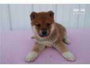 Shiba Inu Puppy for sale in Jackson, MI, USA