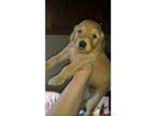 Goldendoodle Puppy for sale in JAMESTOWN, IN, USA