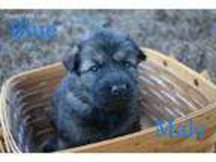 German Shepherd Dog Puppy for sale in King George, VA, USA