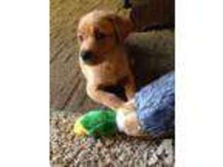 Labrador Retriever Puppy for sale in TACOMA, WA, USA