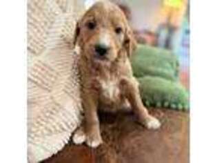 Goldendoodle Puppy for sale in Oneonta, AL, USA