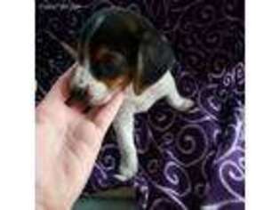 Beagle Puppy for sale in Sarasota, FL, USA