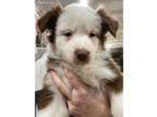 Australian Shepherd Puppy for sale in Cortlandt Manor, NY, USA