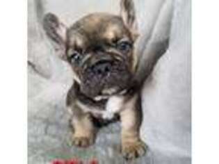 French Bulldog Puppy for sale in Lockport, IL, USA