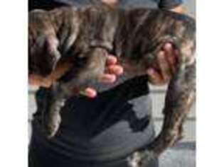 Neapolitan Mastiff Puppy for sale in Denver, CO, USA