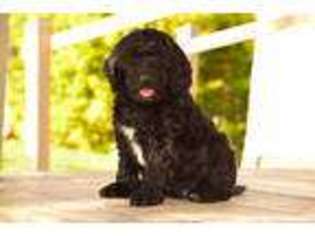 Springerdoodle Puppy for sale in Ann Arbor, MI, USA