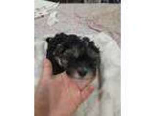 Mutt Puppy for sale in Sullivan City, TX, USA