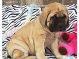 Mastiff Puppy for sale in Spencerville, IN, USA