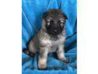 German Shepherd Dog Puppy for sale in Rosharon, TX, USA