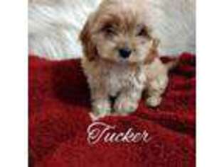 Cavapoo Puppy for sale in Springdale, AR, USA