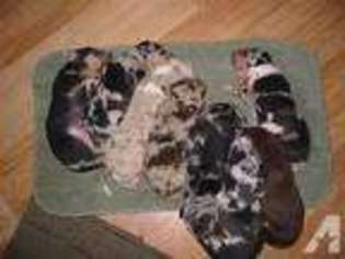 Catahoula Leopard Dog Puppy for sale in FORT COLLINS, CO, USA