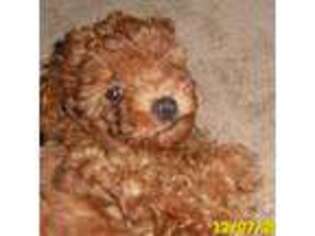 Mutt Puppy for sale in Duluth, GA, USA